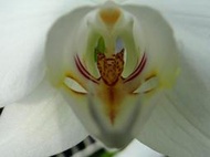 原生蘭花P. amabilis "Palawan" (罕見~唇瓣線條、紅斑特明顯+喉黑)珍藏保留株