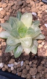 茵夢湖玉露錦(多肉植物，塊根植物，球根植物，龍舌蘭，大型多肉植物，仙人掌，仙人球，仙人頭，石化，綴，菊水，海鮮，草球，牡丹，玉露，室內外，戶外，夠光)