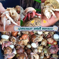ปูเสฉวนบก แฟนซี 🐚🍬 คละแบบ 2 ตัว (แถม 1 ตัว) ปูน้อยคละแบบคละสีสันสวยงาม เลี้ยงง่าย ตกแต่งตู้ชื้น สวนช