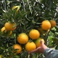 bibit jeruk dekopon buah jumbo topyda 1320ji