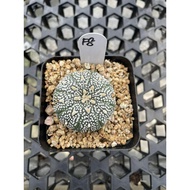 Augustfame - Astrophytum Asteria Superkabuto F8 超兜V 仙人球 cactus succulent