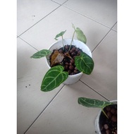 pokok telinga gajah.