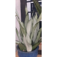 Pokok Lidah Jin / Sanseveria  Moonshine / Snake Plant