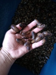 Dubia Roaches/dubia hidup/dubua arowana/cicak gecko/sugar glider saiz 2-3cm (80Pcs 1 set)