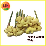 [LHH] Young Ginger 子姜 200g± [Vegetable]