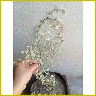 ▪ ◿ ✨ Variegated African Talisay Live outdoor garden decor in seed ling bag