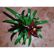 bromeliad guzmania merah Hati live plant