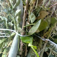 Bundle of 200g of 7 types of prickly herb, 9 types, 12 types