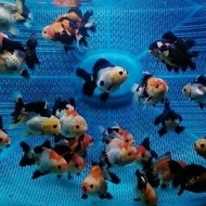 ikan mas koki tricolor panda (tiga warna), oranda jambul aquarium