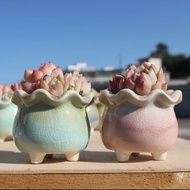 Random随机/花边大肚多肉花盆，陶瓷花盆，陶瓷盆Succulentpot，Ceramic flowerpot，Ceramic pot，Pasu bunga berair, pasu bunga s