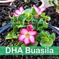 Adenium富贵花 小绵羊 DHA Buasila 5/10 Seeds-Benih-种子. Thailand origin. Ready stock in Msia. Benih Bunga Kemboja DHA