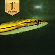 Toman Ikan Hias Predator Hiasan Aquarium Aquascape Tanaman Air Tawar