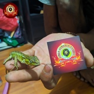 replika bunglon taman (Calotes versicolor)