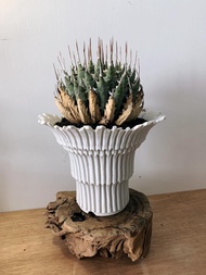 曲刺妖炎 ｜Agave utahensis var. eborispina ❤️‍🔥  ………………………………….. NO·妖炎·塊根植物·象牙宮·龜甲龍·象足漆樹·白皮橄欖·龍舌蘭·