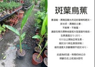 心栽花坊-斑葉鳥蕉/鳥蕉/8吋盆/綠化植物/室內植物/觀葉植物/售價800特價750