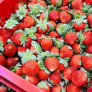 已過季 大湖新鮮草莓 鑠甜點 產地直送 宅配自取 台北/桃園