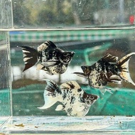 molly ngựa short đuôi én mắt đen _ trangh trí hồ  cá