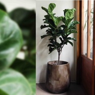 手刷漆水泥盆-琴葉榕