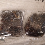 cenuai bunian & cenuai rambut
