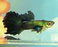 Green Dumbo Ear Halfmoon Guppy