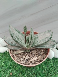 tanaman hias gasteria fuji yuki