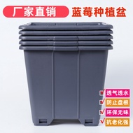 pasu bunga hiasan meja kaki pasu bunga hiasan Blueberry Planting Special Pot 30L Liter Seven 7 Gallo