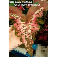 Caladium/Keladi Butterfly Cantik /Keladi rare