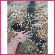 ♝ ❄ ▤ AFRICAN TALISAY FOR SALE