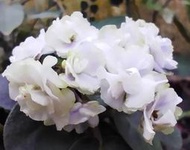 ((七號花園)) 葉孵區 苦苣苔 非洲菫 Saintpaulia 售葉片 一片20元  編號0015 白花紫心  小型種