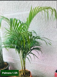 Palmera Tree "Areca Palm" Indoor and Outdoor And Champagne Red Palm Fully Rooted Live Plant 1.5 ft