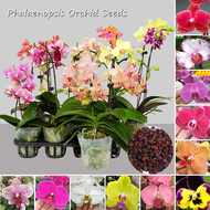 [Fast Germination] 50 Seeds Rare Colorful Phalaenopsis Orchid Seeds for Planting Flowers Mixed 22 Types Blossom Plants Seeds Benih Bunga Balcony Garden Potted Bonsai Ornamental Flower Seeds Air Purifying Real Plant Orchid Live Plants for Sale Easy To Grow