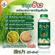 ปุ๋ยน้ำสำหรับข้าว ซิกม่า 21-3-3 ตราเจ้าทิพย์ ปุ๋ยน้ำเร่งใบ เร่งตอกยอด ขยายกอ ฟื้นฟู้ต้นหลังเก็บเกี่ย