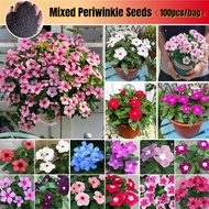 【Local Growing】 100pcs Mixed Color Vinca Periwinkle Flower Seeds Potted  Seed for Planting Periwinkl
