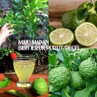 bibit jeruk purut/bibit jeruk pecel