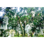 Set of 200 grapefruit bags 30x30cm for grapefruit, orange, mango, custard apple, fruit bags