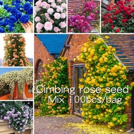 100% Original 100pcs Seeds Colorful Climbing Rose Seeds for Planting 蔷薇玫瑰种子 Benih Bunga Mawar Merah 