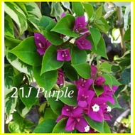 ∏ ✻ ◊ SALE!!! ROOTED RARE BOUGAINVILLEA