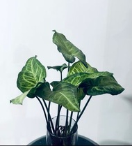 合果芋