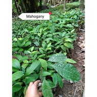 mahogany seedlings in agribag