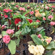 Pokok Posian Mahkota Berduri