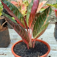 PROMO BULAN INI TANAMAN AGLONEMA RED SUMATRA - AGLAONEMA RED SUMATRA -