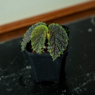 Begonia sp. Timika [ ULTRA RARE Plant ]