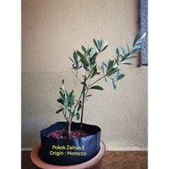 Olive Tree Live Plant, Pokok Zaitun Hidup dari Morocco / Maghribi