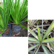 YUCCA PLANT AND VARIEGATED YUCCA  WITH STABLE ROOTS LIVE PLANT LIVE PLANT LIVE PLANT