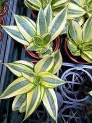 黃金天使 虎尾蘭 多肉植物 觀賞綠化植物 室內植物 觀葉植物 室外植物