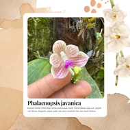Phalaenopsis javanica anggrek spesies asli bukan hybrid javanica