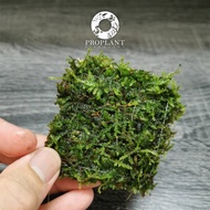 🔥 Java Moss 🔥 Taxiphyllum Barbieri Live Plant for Aquarium Aquascape Paludarium Vivarium Terrarium L