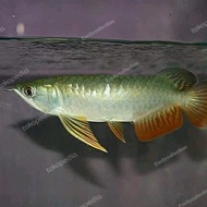 ikan arwana golden red rtg sertifikat bagus dayung lebar