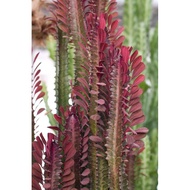 Cactus Euphorbia Trigona Red Cathedral ( pokok hidup )