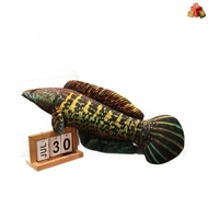 Simulation Multicolor Crucian Carp Golden Arowana Plush Toy Doll Pet Training Props Simulation Fish 